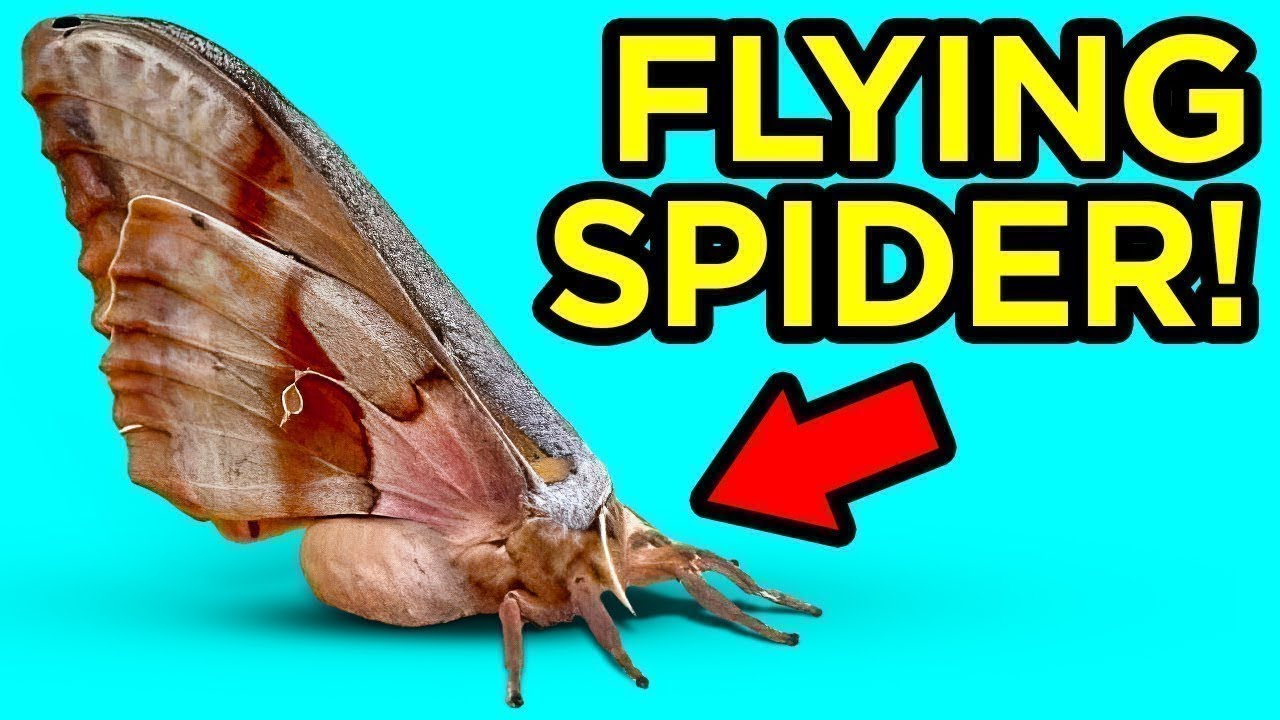 अजीब जीवों की खोजें। Weird Creature Discoveries That Made People Say WTF Is THAT!?