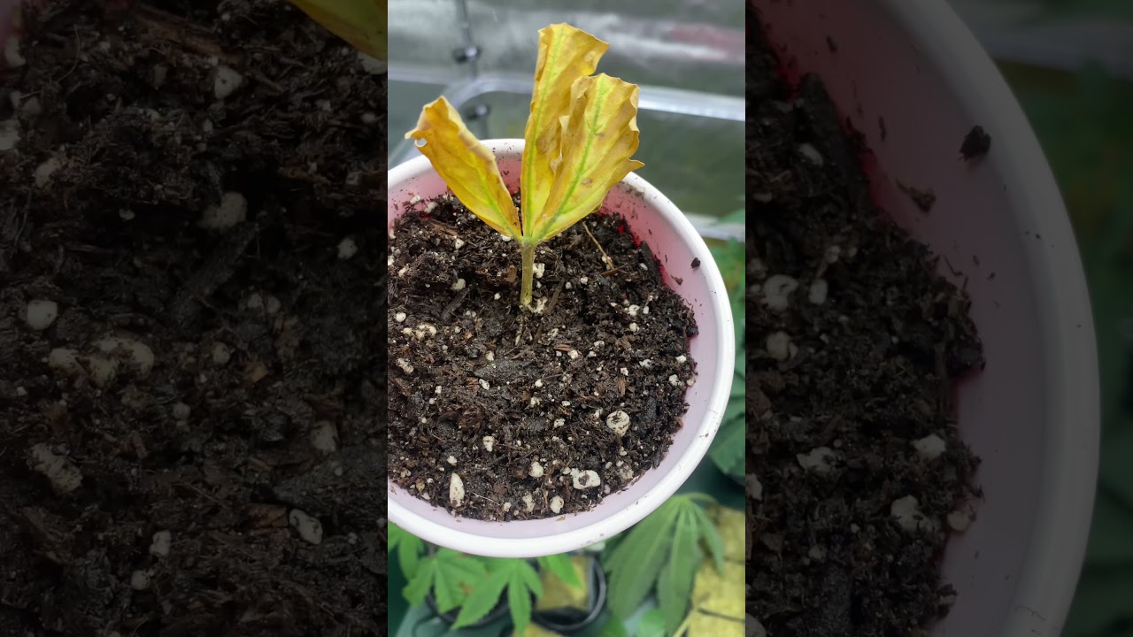 Cannabis leaf clone experiment.