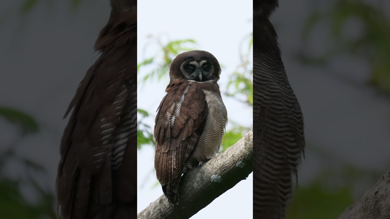 Brown wood owl 