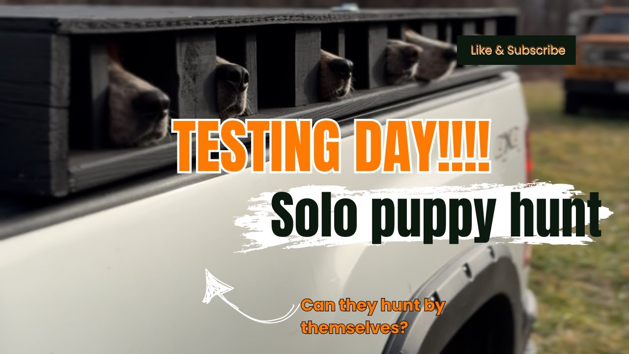 Testing day! VA deer hunt with dogs
