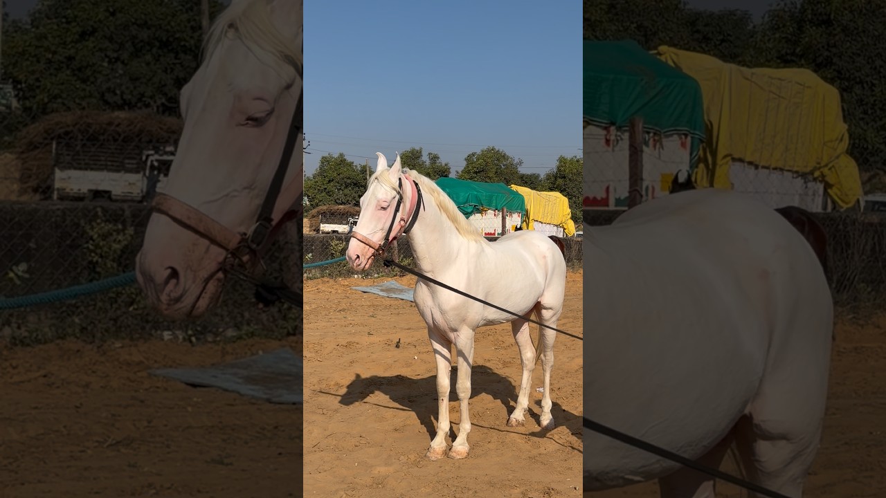 Jodhpur Show winner Nukra Stallion at Pushkar Mela 2025