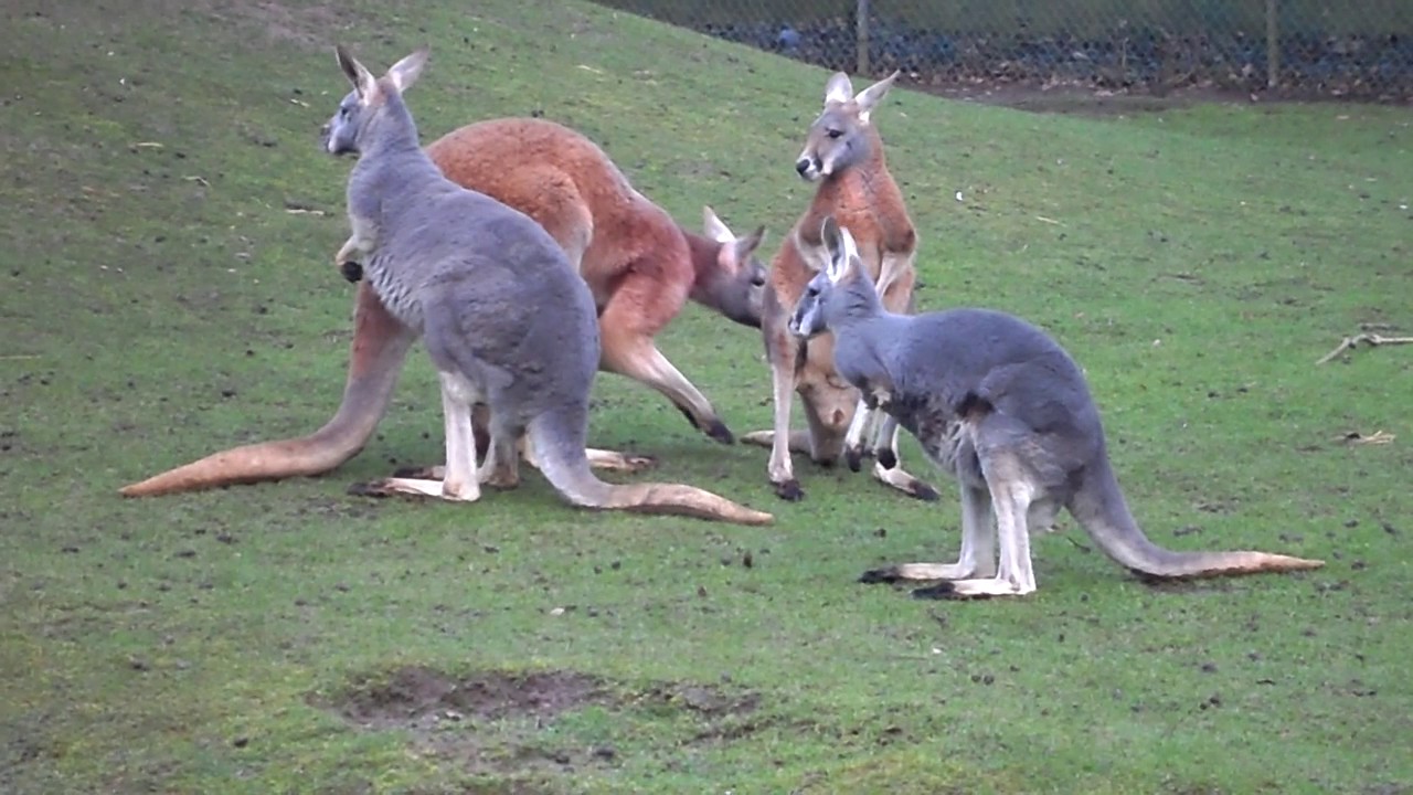 Banham Zoo baby Kangaroo very first time out of pouch