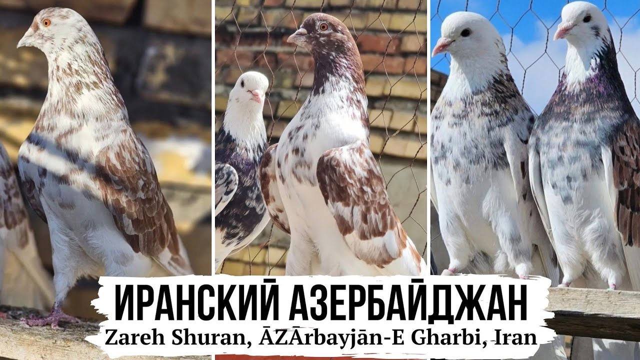 Долголётные голуби Ирана | с. Заре Шуран, Иран (Иранский Азербайджан) | Iranian highflying  pigeons