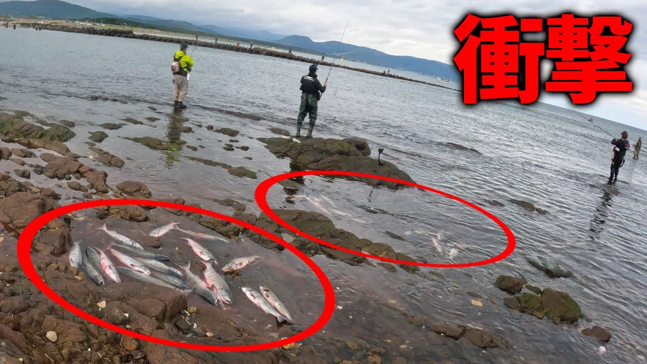 もはや漁レベル！北海道のシャケ釣りが凄まじい…【かっちゃんひとり旅】