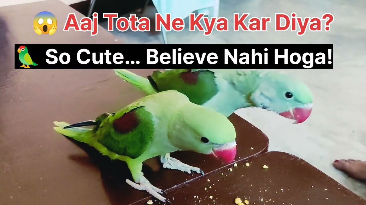 ✅ “You Won’t Believe This Baby Parrot 😍🦜 | Funny Cute Moments”#parrot #trending #viralshorts