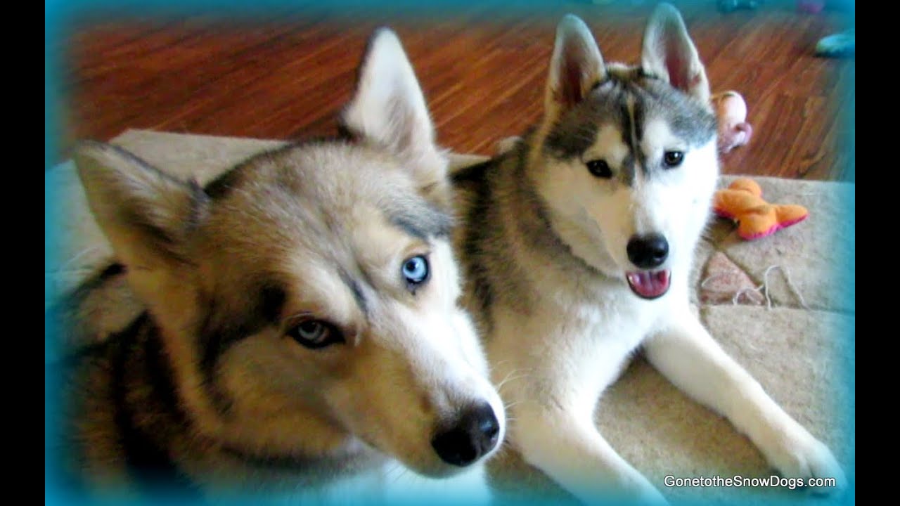 Happy 12th Birthday Shiloh! We Miss you! Fan Friday 127