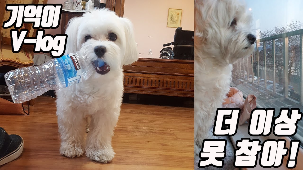 기억이의 반격 브이로그