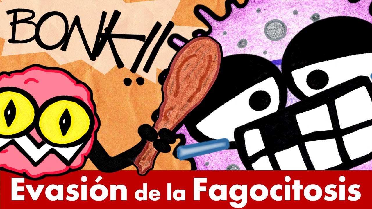 Evasión de la Fagocitosis | La Venganza