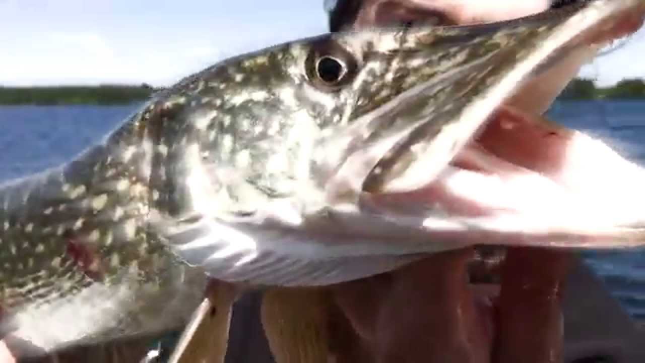 Fischers Maxe - Auf Großvaters Spuren! Opas Spots, modernes Tackle! Hechte im Schweriner See