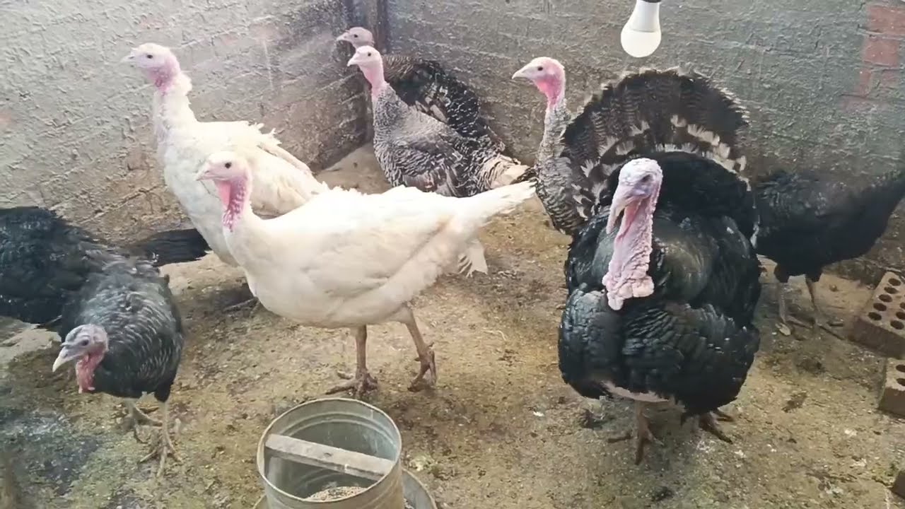 القاعده في وسطهم بالدنيا
