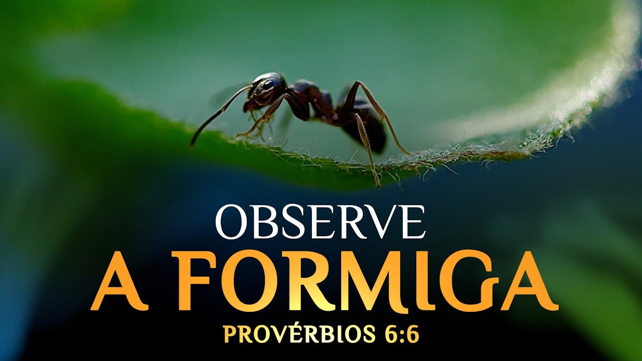 OBSERVE A FORMIGA: Lições Financeiras das Formigas (PROVÉRBIOS 6:6)