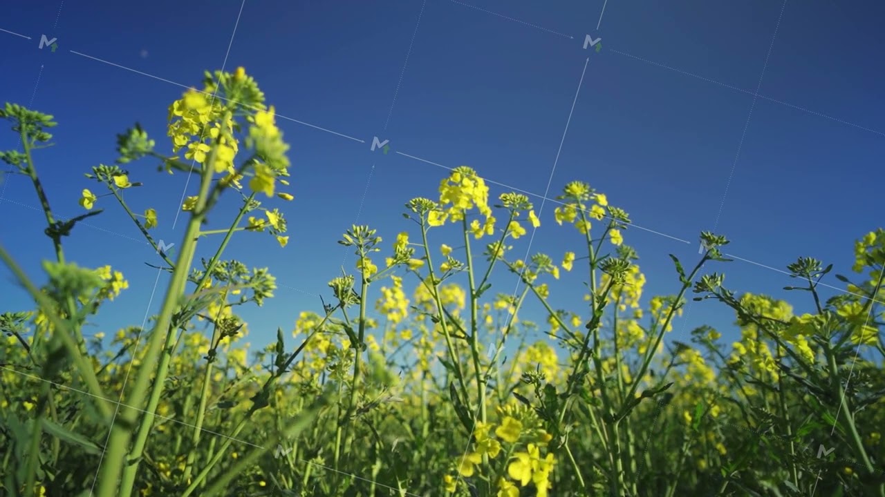 Blooming spring. Close-up of yellow rapeseed flowers swaying in the wind against a blue sky in sunny