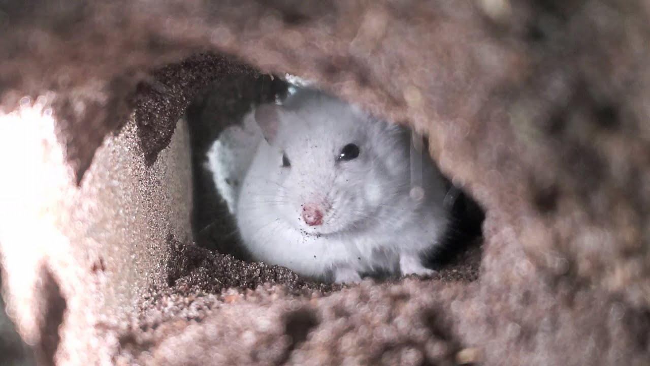 これが野生のハムスターの巣穴の掘り方だ！【ジャンガリアン/土飼育/飼い方/かわいい/ペット/小動物/Keeping hamsters in the soil】