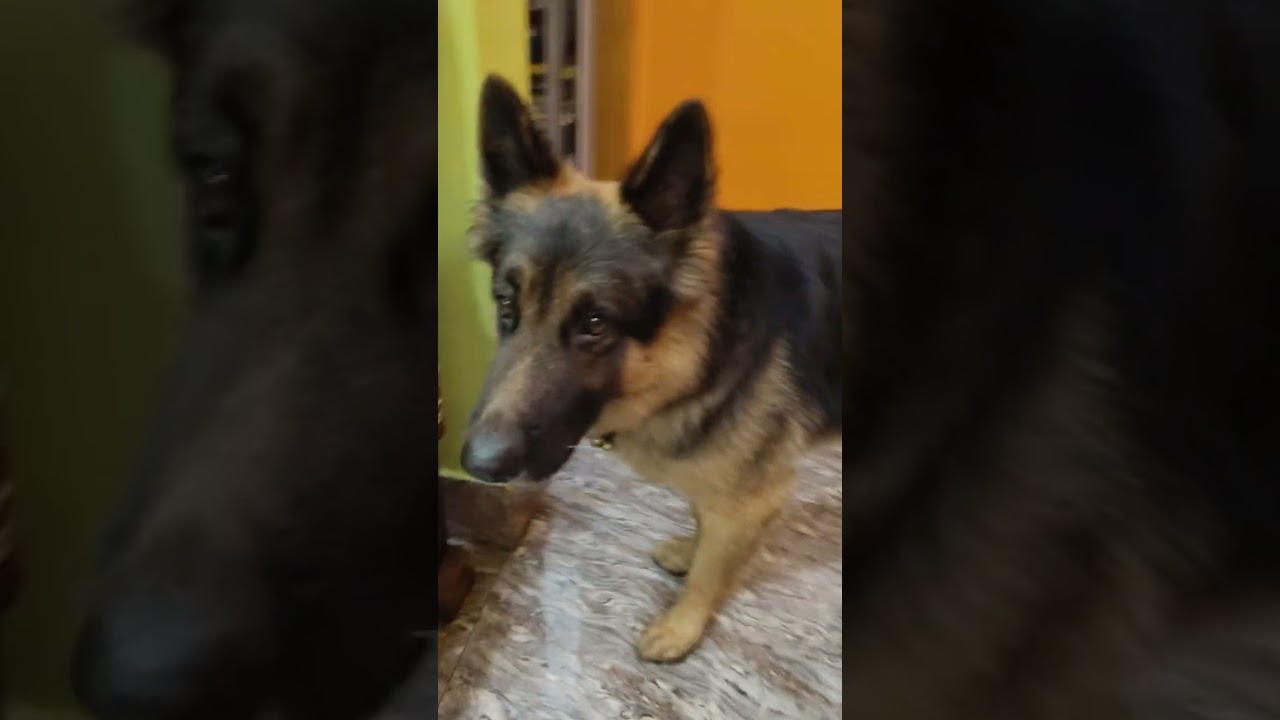 Simba#funnyreel#masti #Germanshepherd#