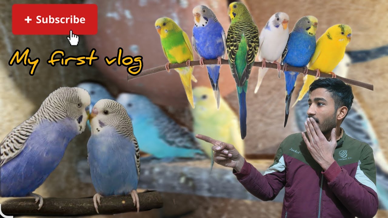 My first vlog and explore my birds room 👍❤️