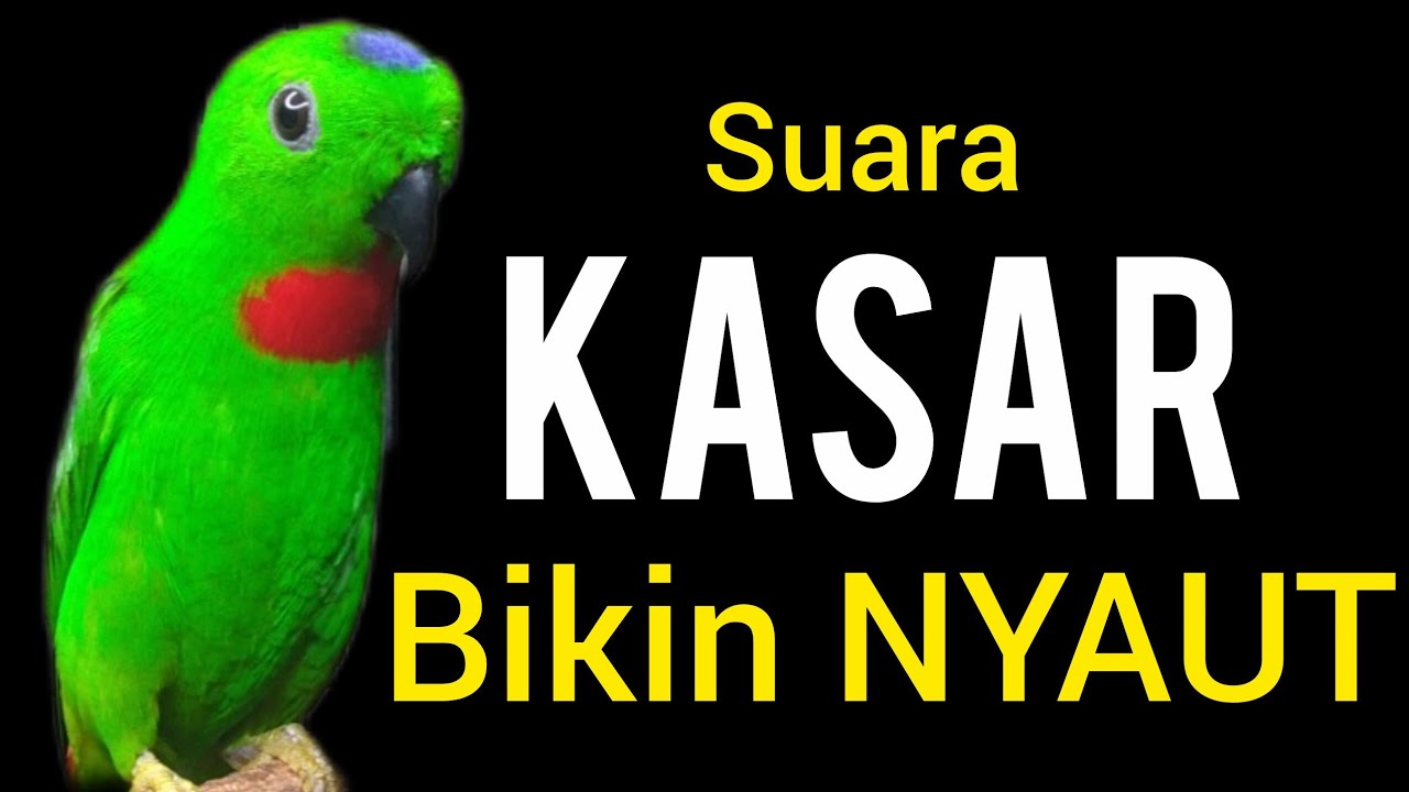 SUARA BURUNG serindit gacor KASAR buat PANCINGAN SERINDIT agar EMOSI NYAUT