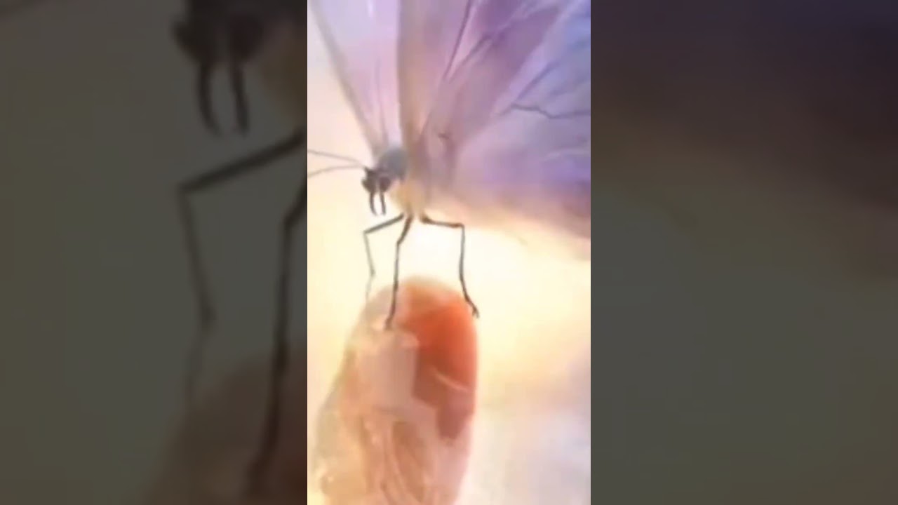 Ții în palmă 🎶❤️🎤
