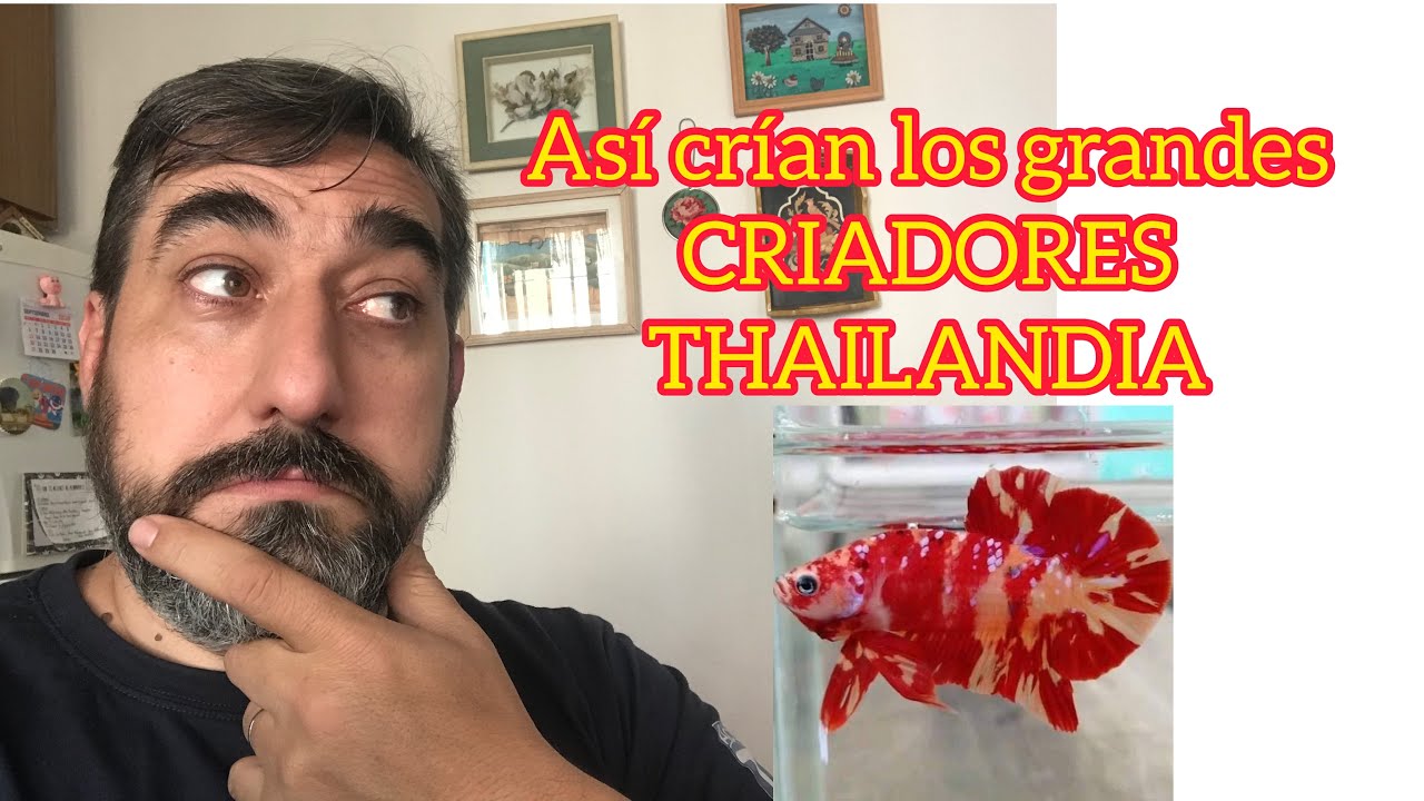 Tutorial método de cria Thailandes del pez Betta x Bettaclubargentina