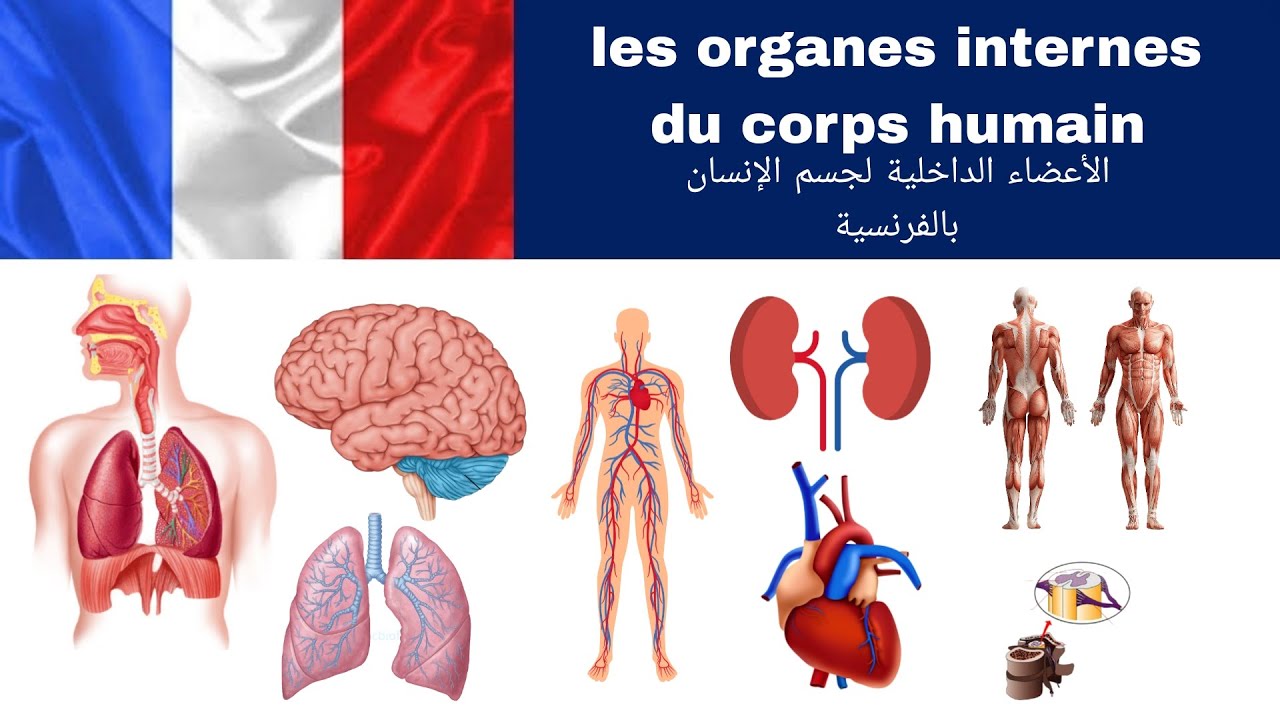 les organes internes du corps humain -   الأعضاء الداخلية لجسم الإنسان