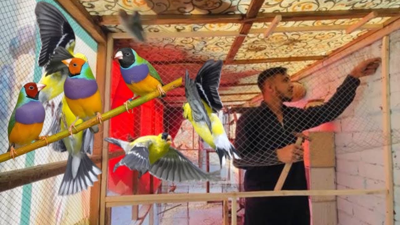 Finches Wale Cage Ko Jari Laga Di