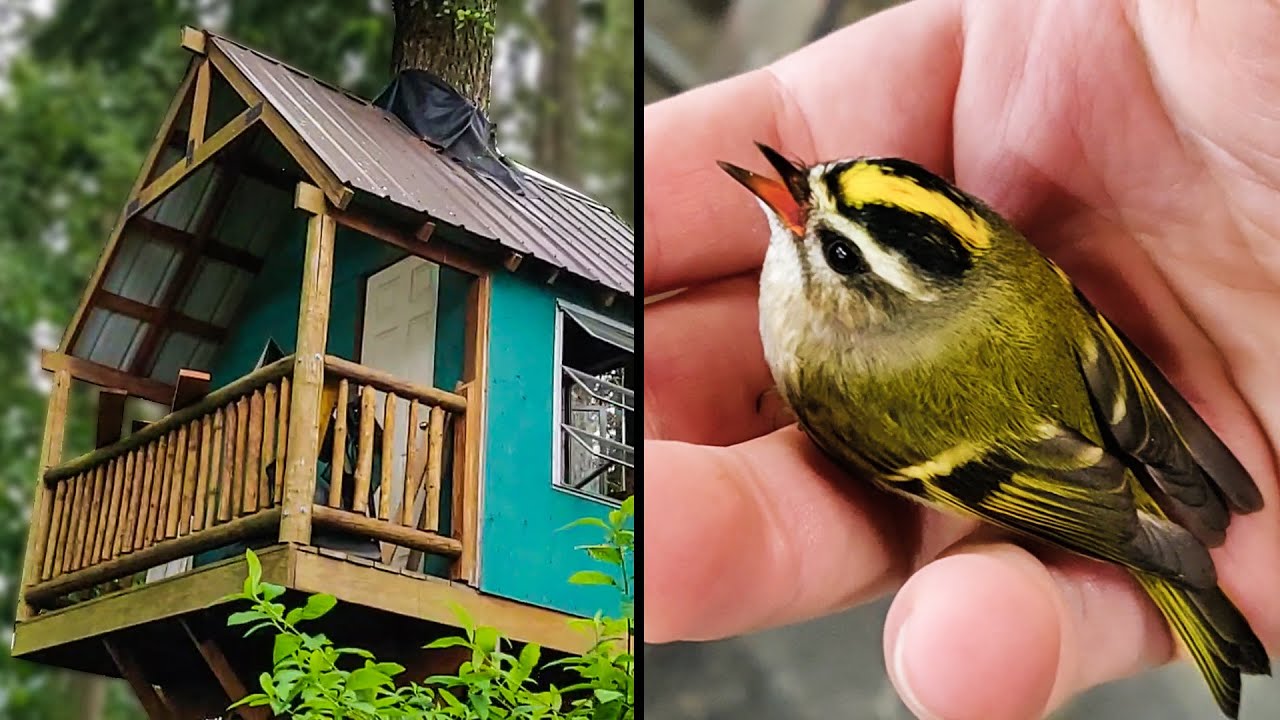 Finishing the treehouse (and saving a bird)