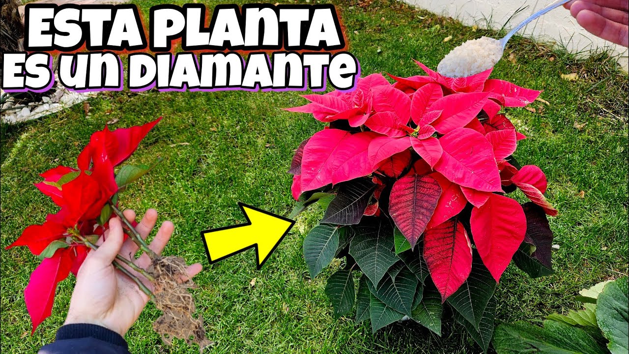 Revelan como Tener La Flor de Pascua todo el año sana y que no muera o se Seque! Flor de Navidad