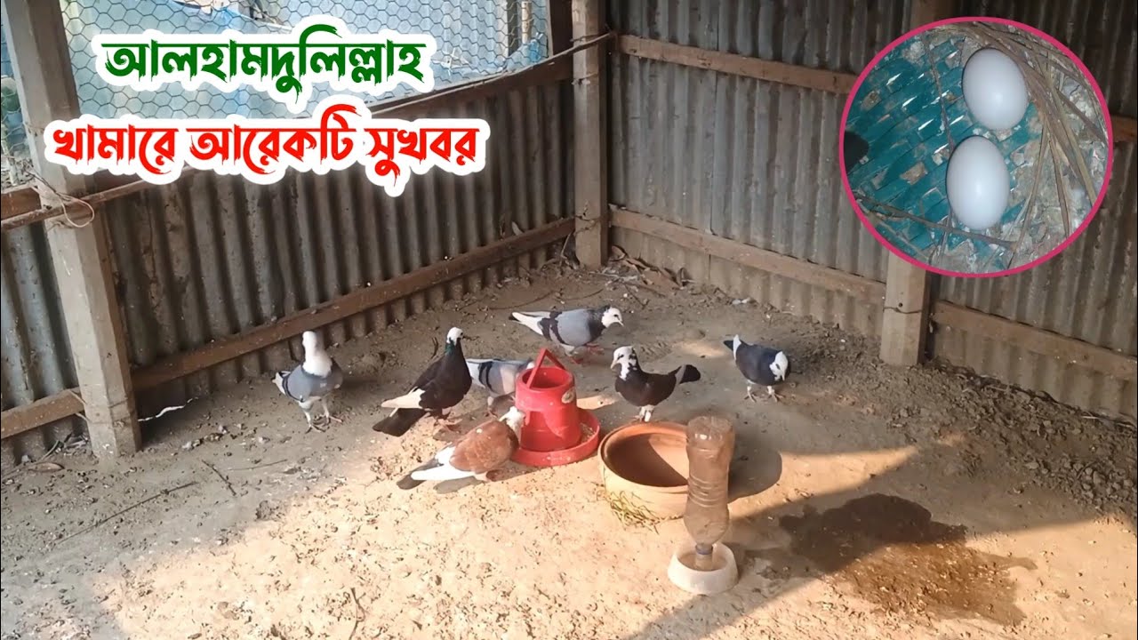 আলহামদুলিল্লাহ খামারে আরেকটি সুখবর | Palash Pigeon Vlog