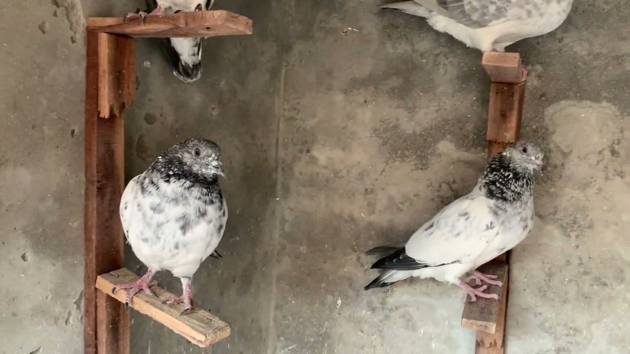 Mashallah😍 #reelsvideoシ #pigeonphotographychampionsleague2025 #foryoupageシforyou #pigonelover 