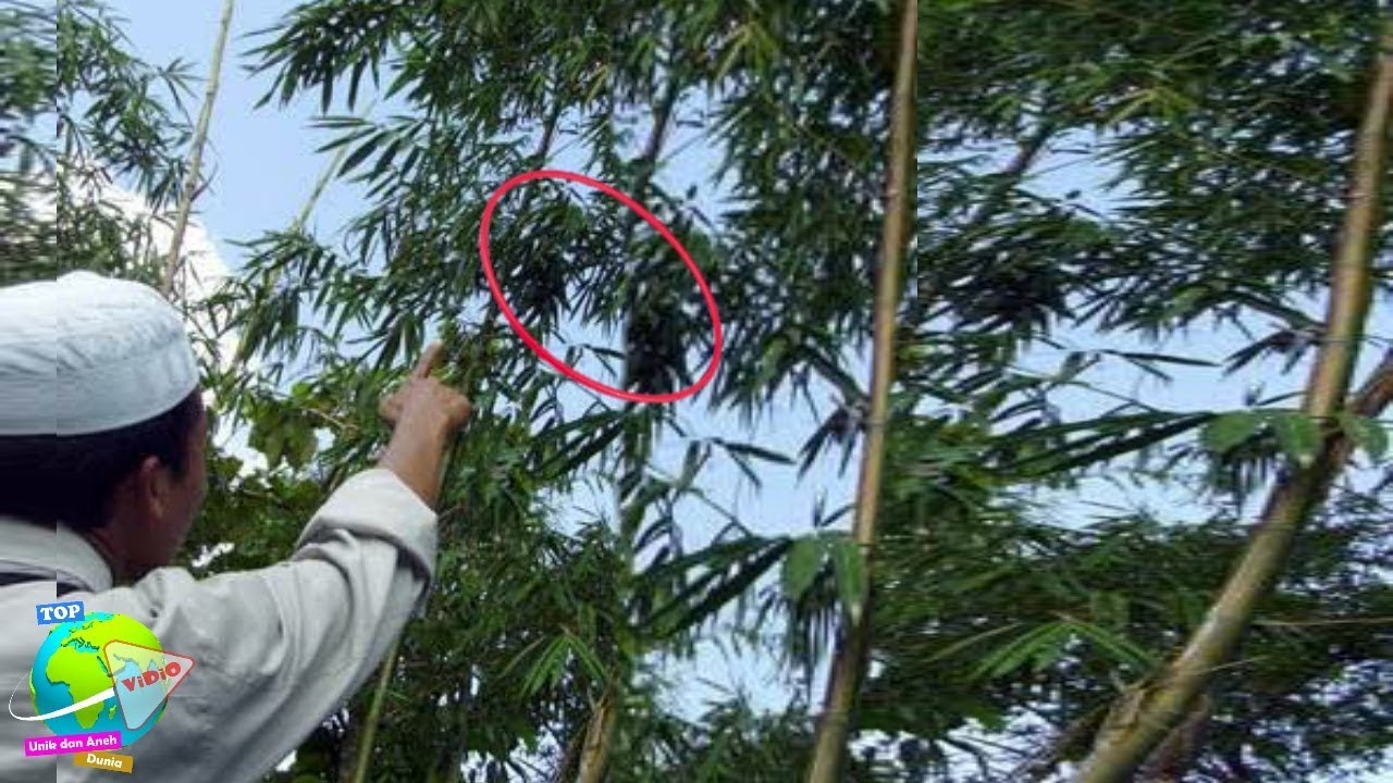 Aneh!! Pohon Bambu Berbuah di Pamekasan Madura Gemparkan Warga!!