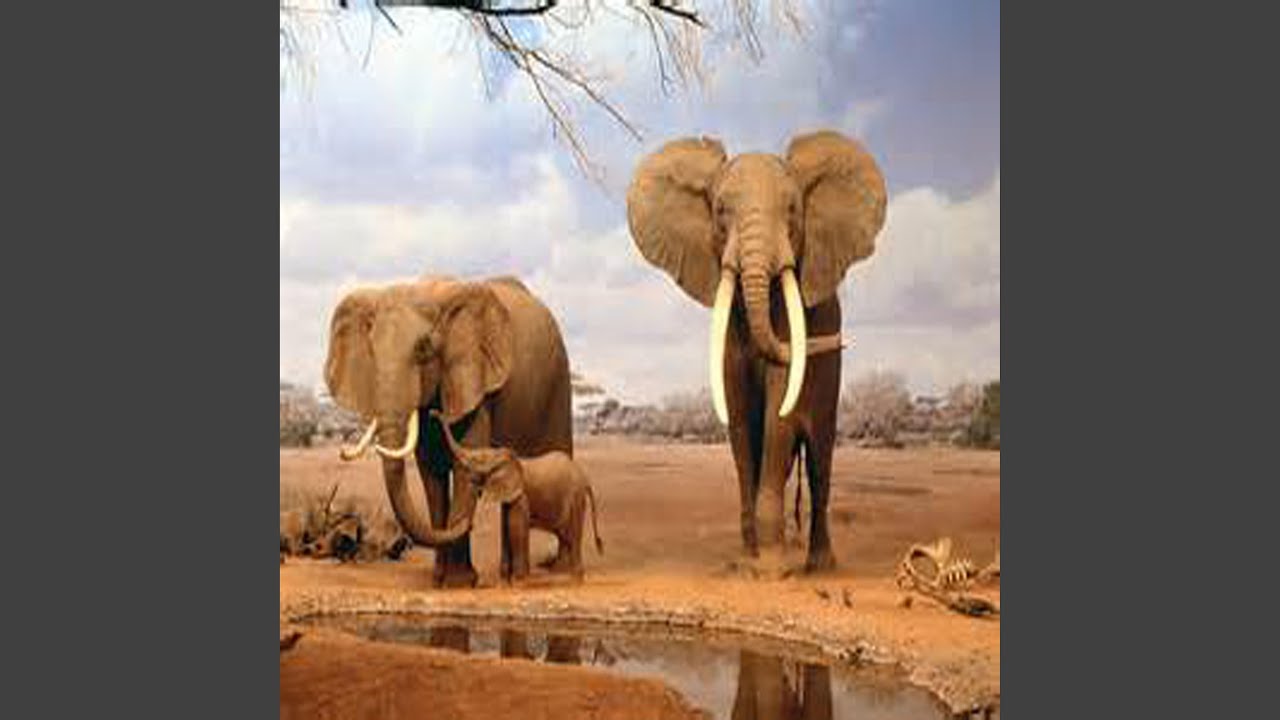 THE Elephant Song