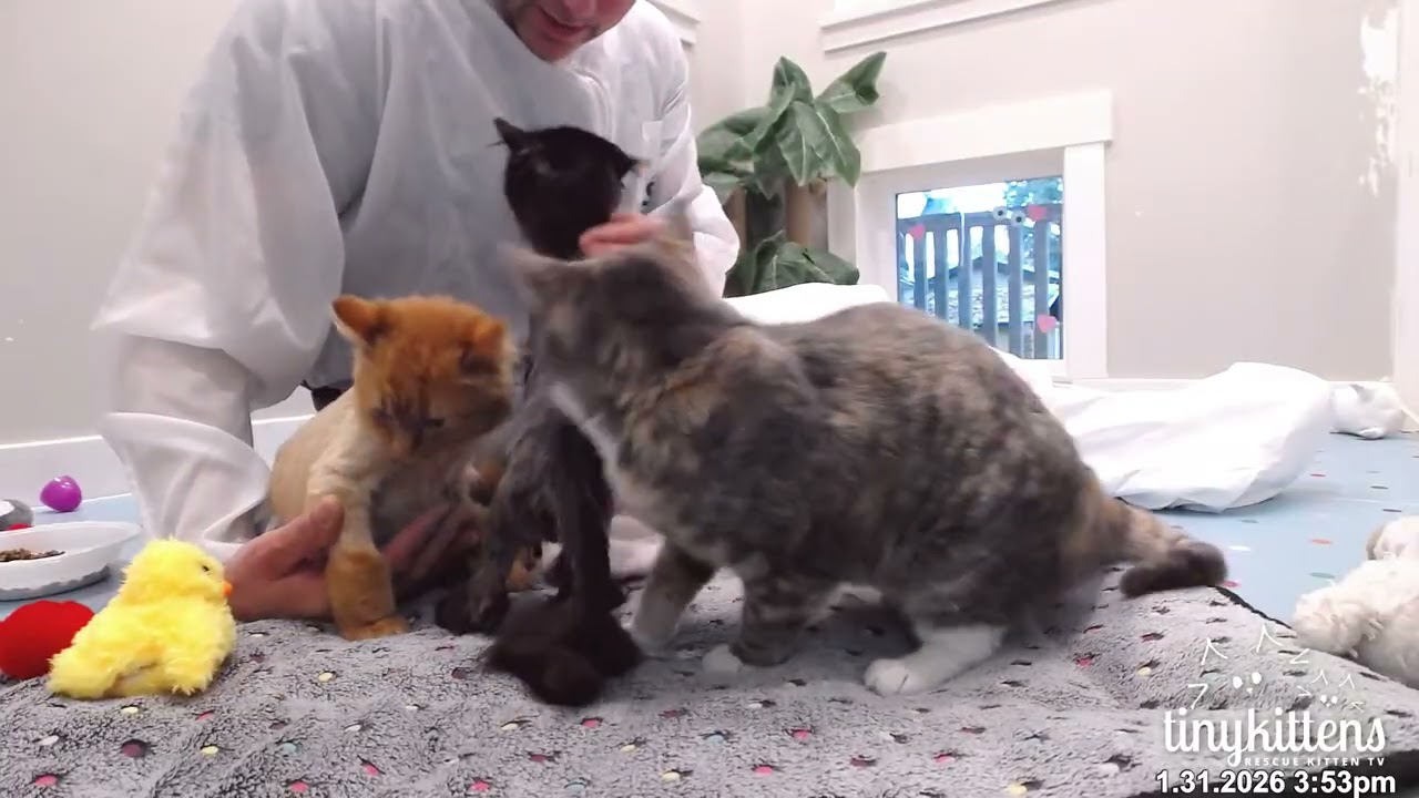Firefighter gets purr therapy from kittens