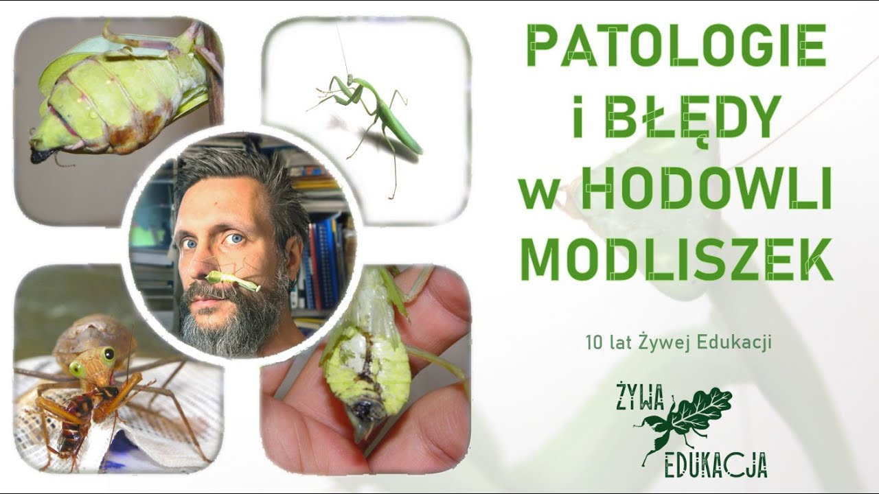 Patologie i błędy w hodowli modliszek (Pathologies & failures in mantis' breeding)