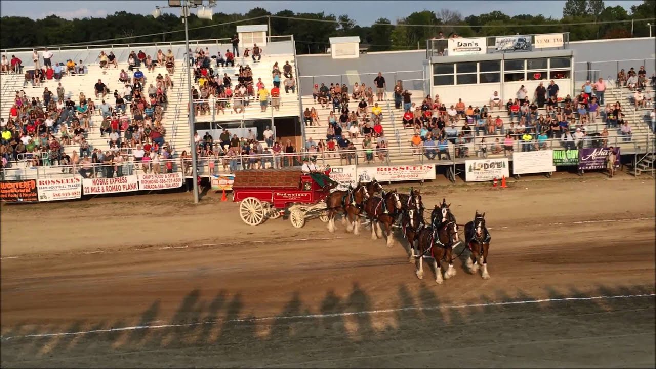 Budweiser Clydesdales Armada Fair August 22nd 2015