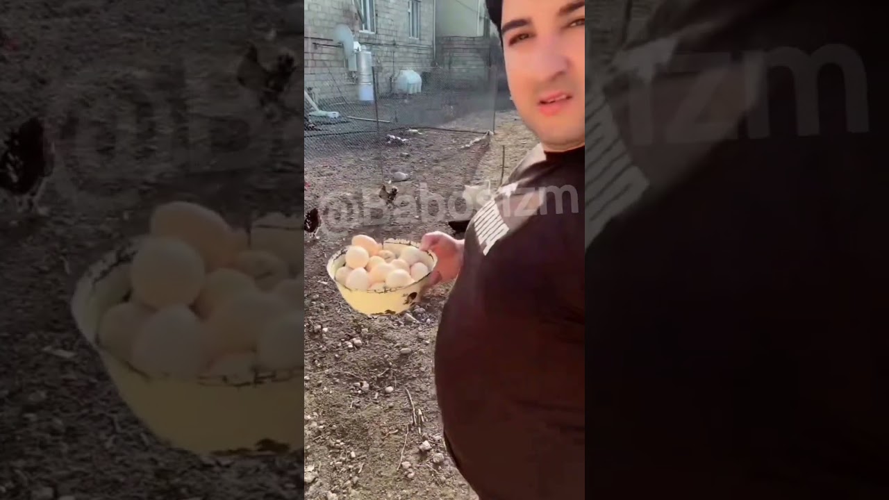 Baboş və toyuqları ♥️