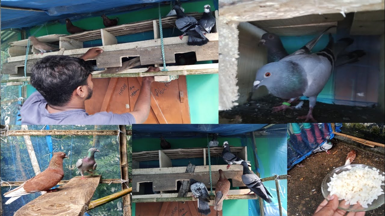 রাতে হাট থেকে এক জোড়া হোমা 🕊️কবুতর কিনে আনলাম 🏚️🕊️