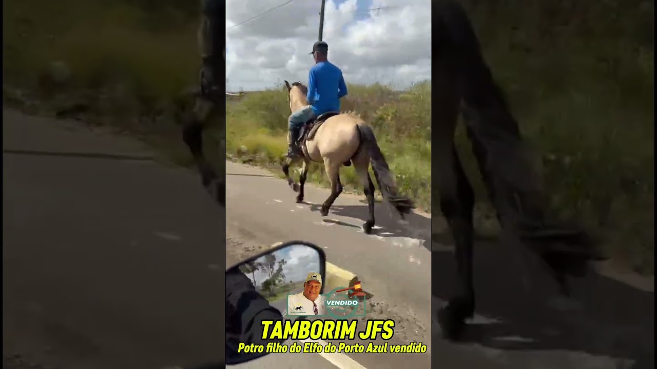 TAMBORIM JFS potro filho do Elfo do Porto Azul Vendido 