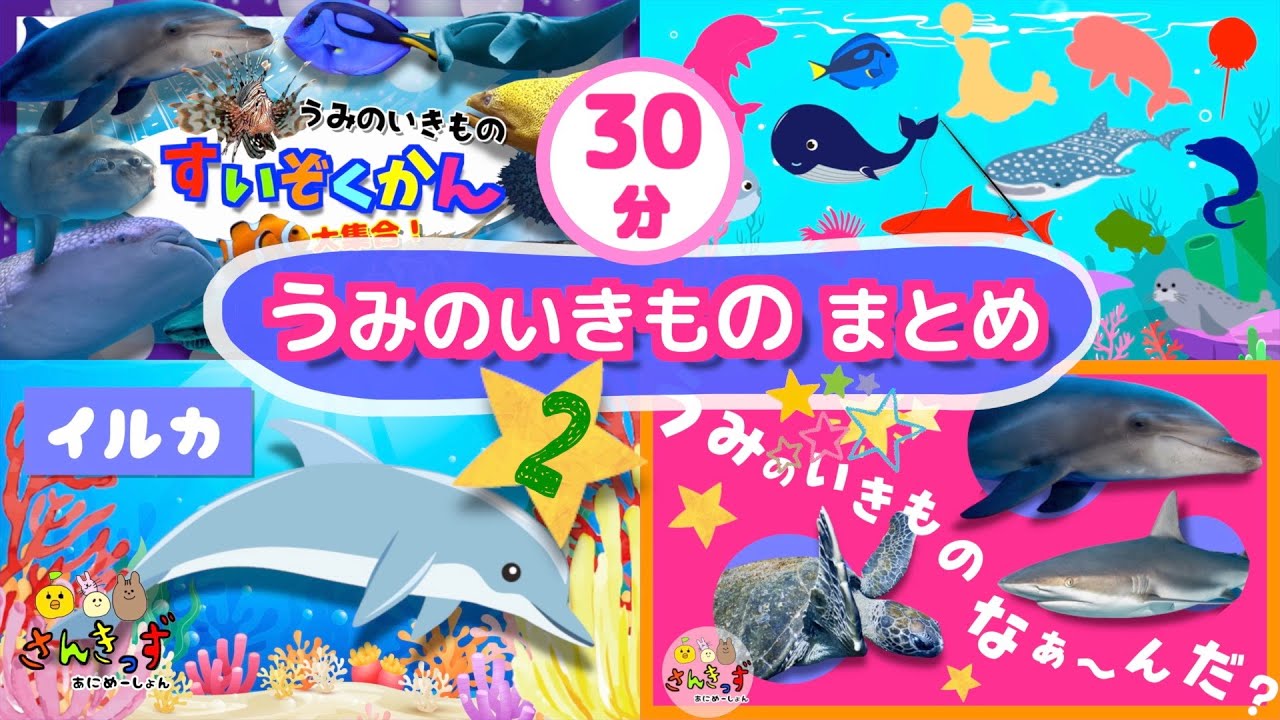 【子供向け 海の生き物 知育アニメ】水族館のいきものたちの知育動画まとめpart2★【30分連続再生】イルカ ペンギン シャチ サメ 人気の動物が大集合！ 赤ちゃん 幼児が喜ぶアニメ