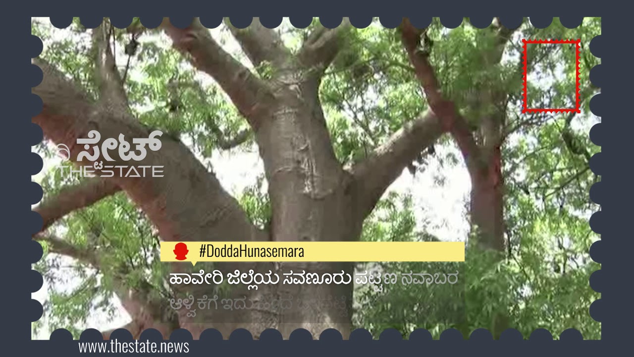 ಸವಣೂರಿನಲ್ಲಿ ದೊಡ್ಡ ಹುಣಸೆ ಮರ | Savanur baobabs