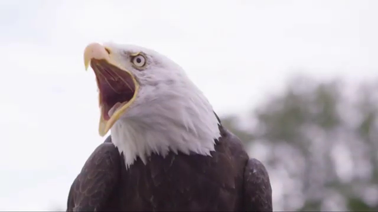 American Bald Eagle: A Tale of Resurgence
