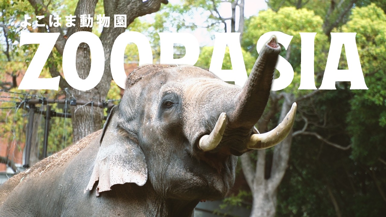 よこはま動物園ZOORASIA / ズーラシア