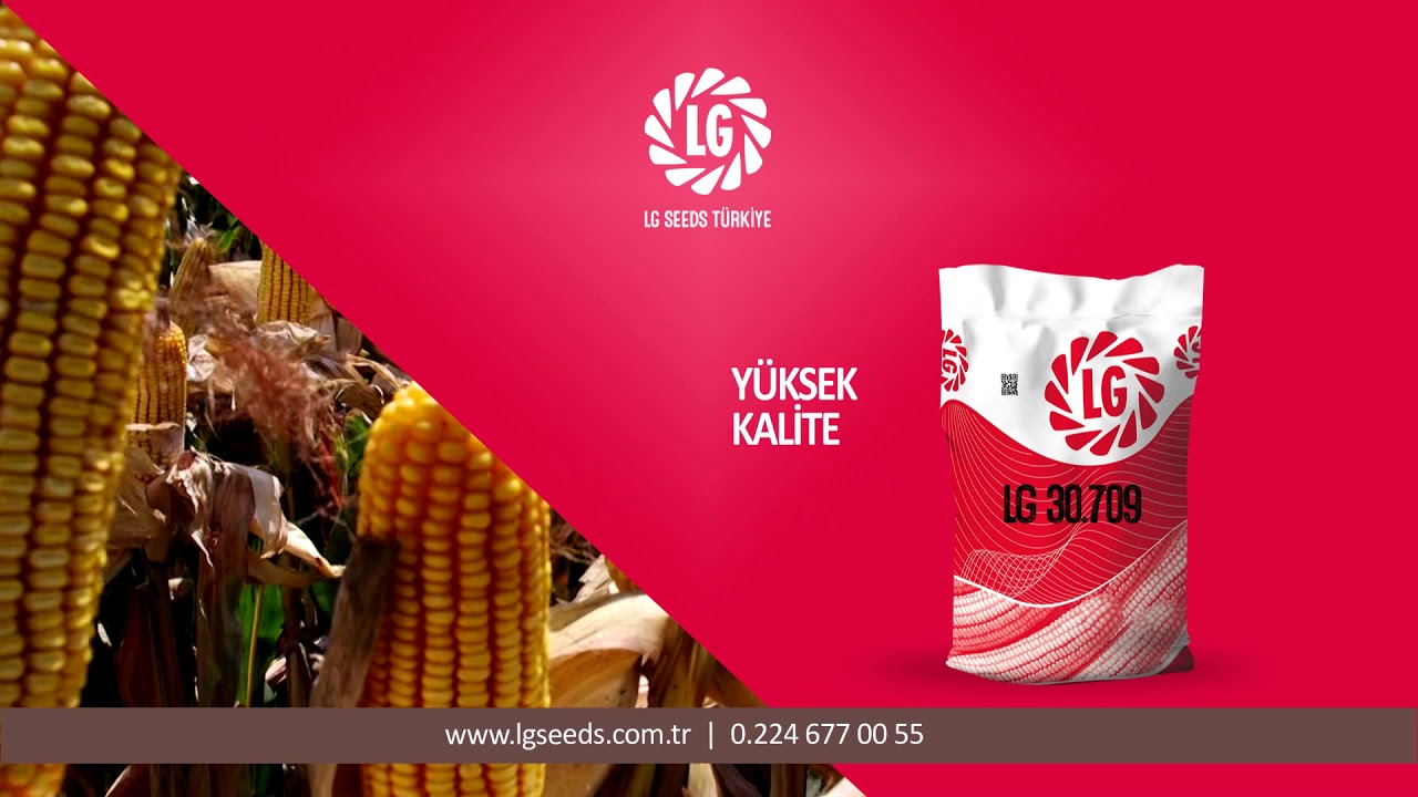 LG Tohum Mısır Çeşitleri - LG Seeds Türkiye