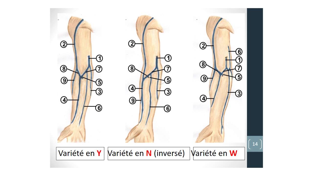 ANATOMIE Veines des membres