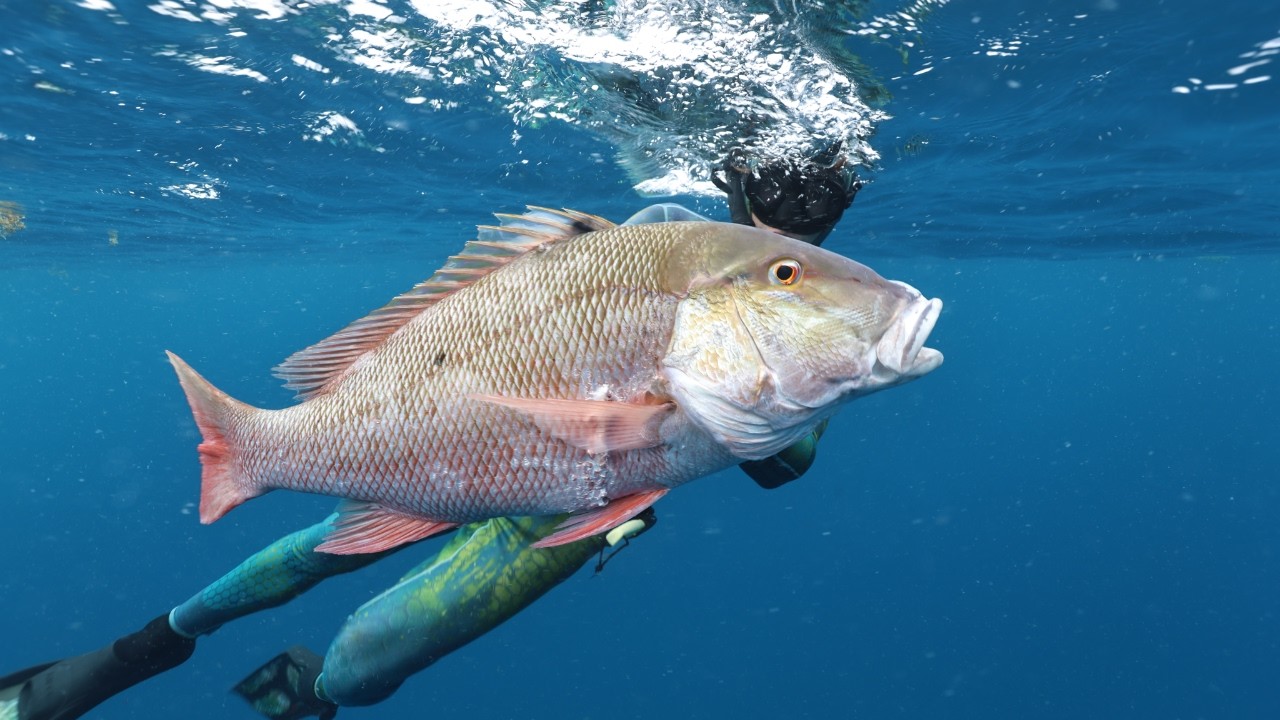 Spearfishing BIG Mutton Snapper and Black Grouper in the Florida Keys