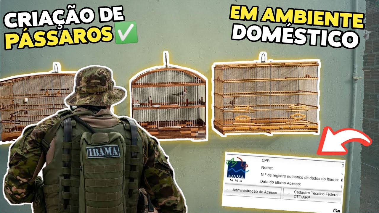 ✅ IBAMA!!! - TUDO SOBRE CRIAÇÃO DE PÁSSAROS LEGALIZADA!!!