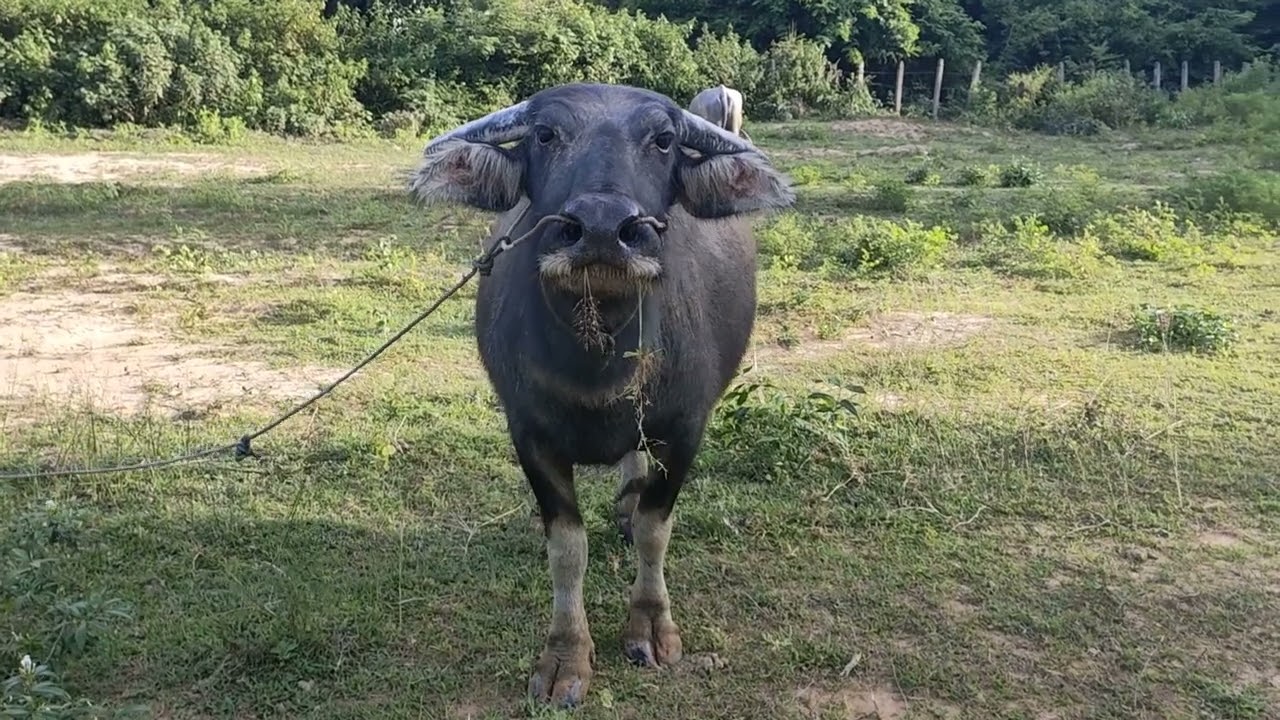 Surprised buffalo trying to escape | daily life of buffaloes | L&J Animal |
