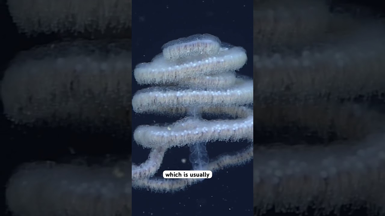 Siphonophores are colonies of organisms working as one. #facts #wildlife #Siphonophores #zooids