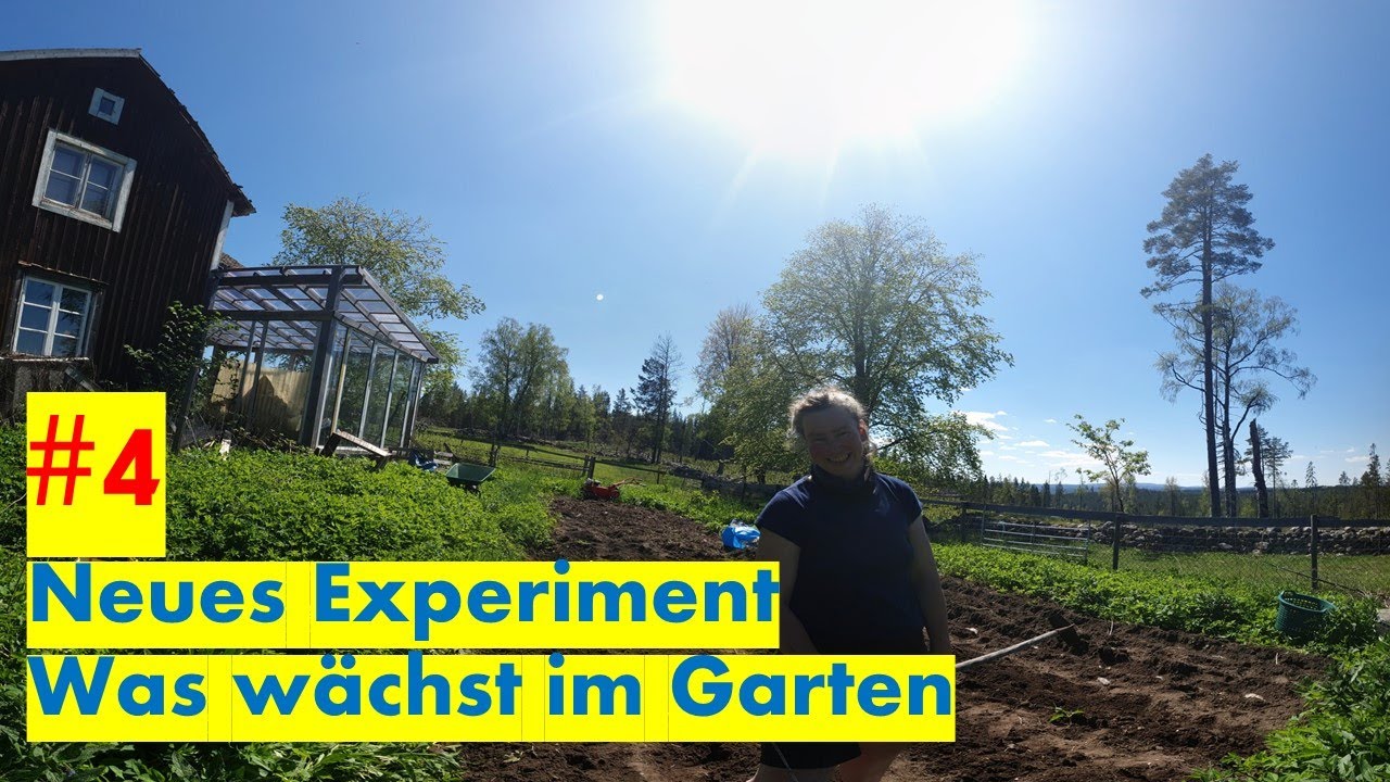 Woche #4 / 1 Jahr lang keine Lebensmittel einkaufen. Neues Experiment. Was wächst im Garten?