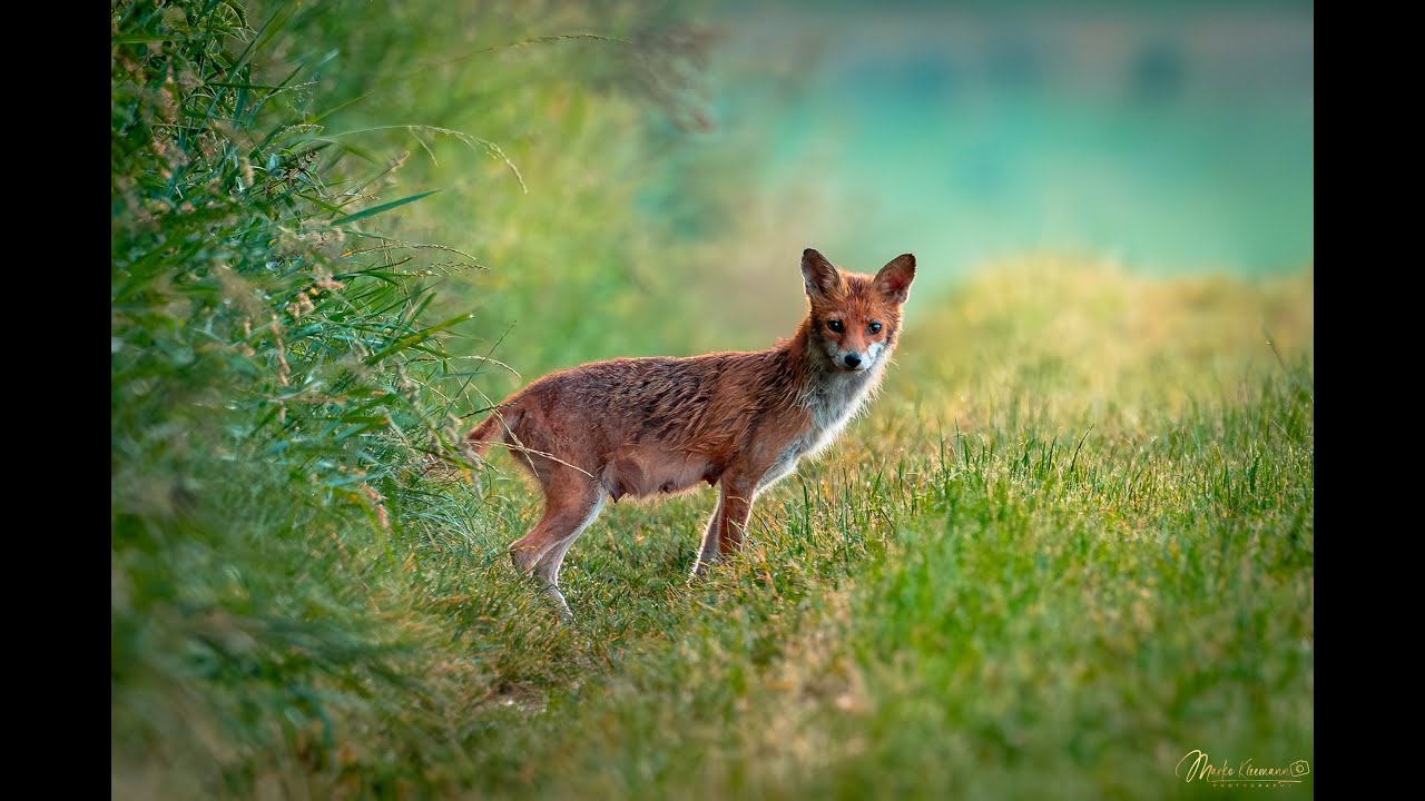 Füchsin bei der Mäusejagd hautnah: So versorgt eine Fähe ihren Nachwuchs
