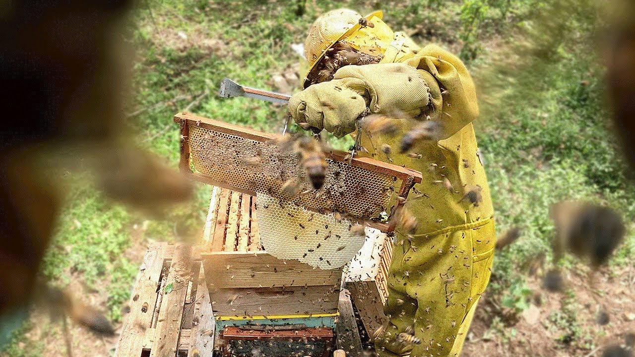 ABELHAS APIS : ELAS ATACARAM, MESMO COM FUMAÇA