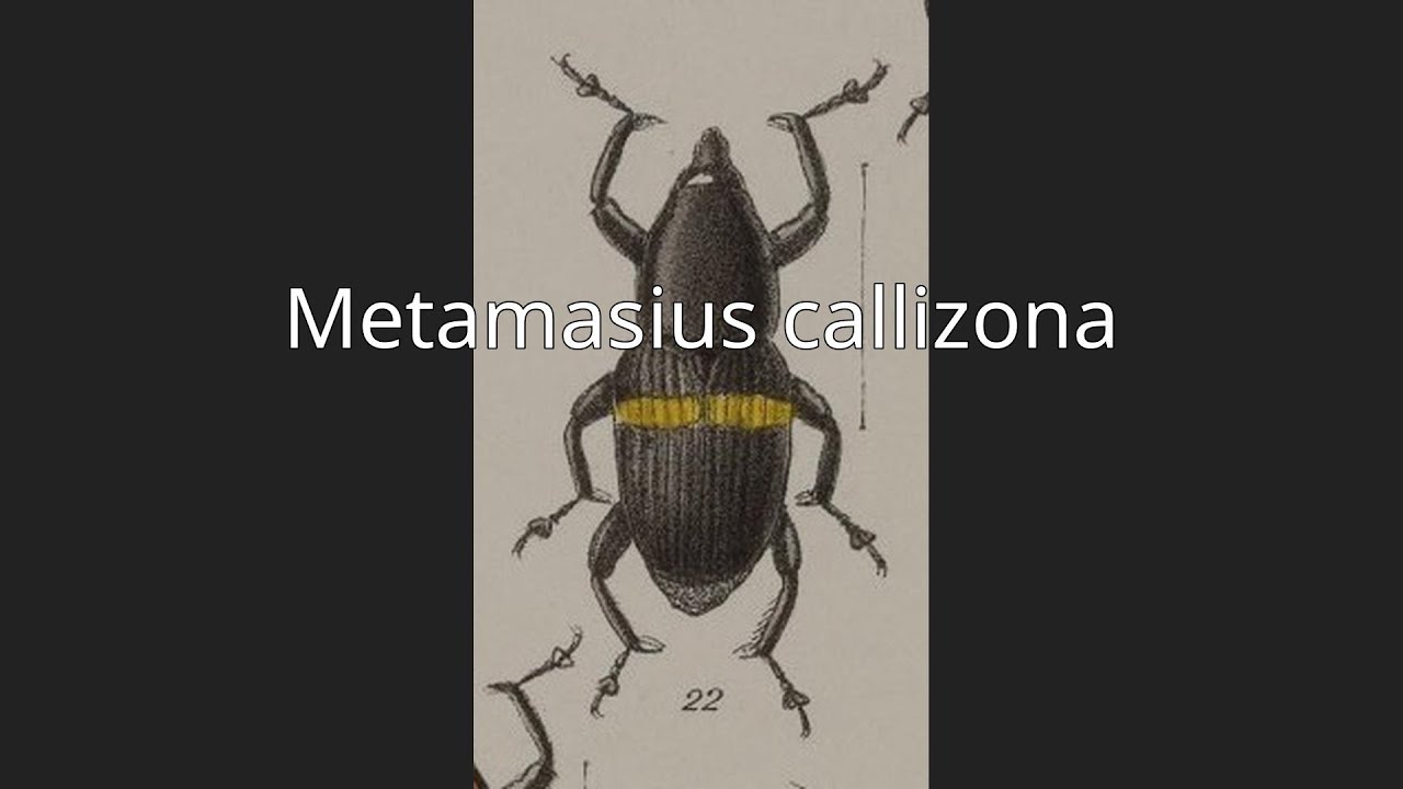 Metamasius callizona